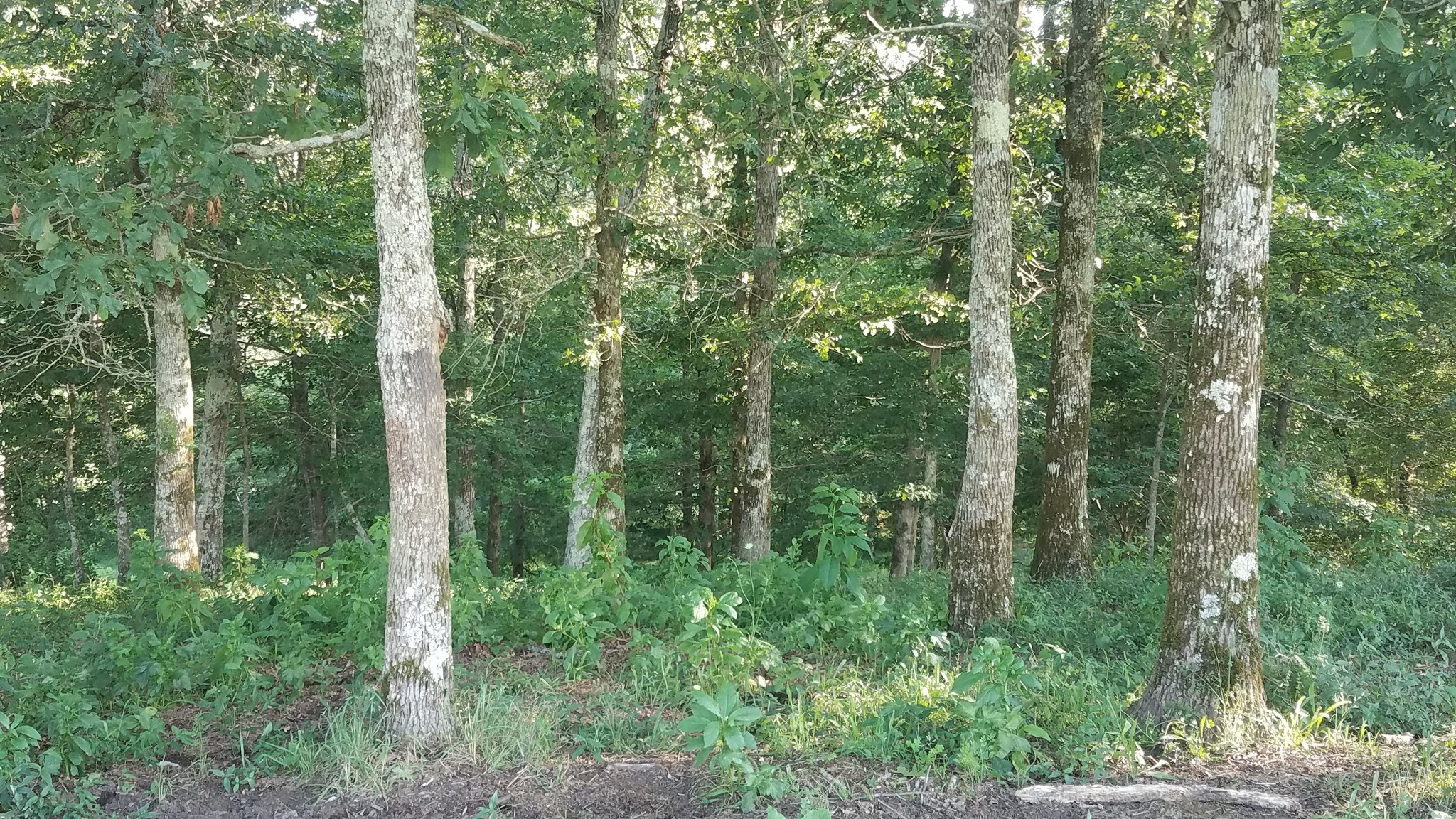 0 Granny Scott Road Waynesboro, TN 38485 - Photo 3 of 4 Gallery Image 3