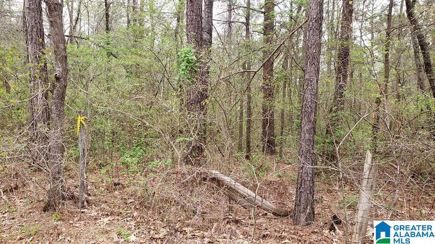 7080 Groundhog Road Morris, AL 35116 - Photo 6 of 7