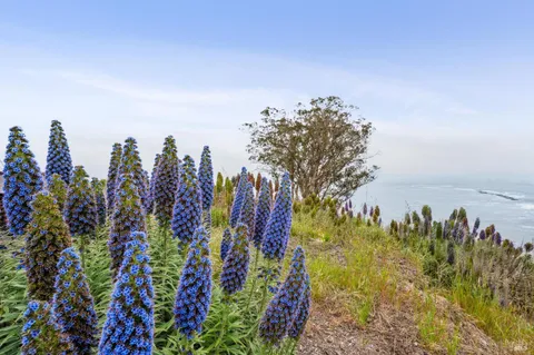 a view of a big yard with large trees