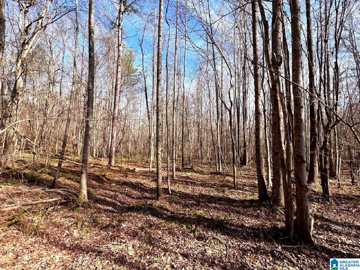 3045 Corinth Road, Unit 56 ACRES Cragford, AL 36255 - Photo 15 of 29