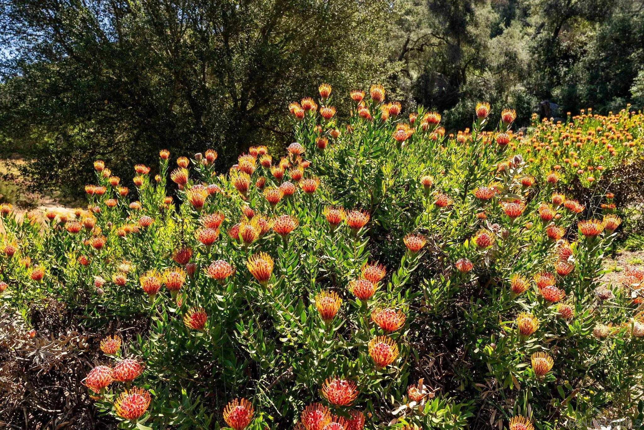 7051 Mt Olympus Road Fallbrook, CA 92028 - Photo 46 of 48