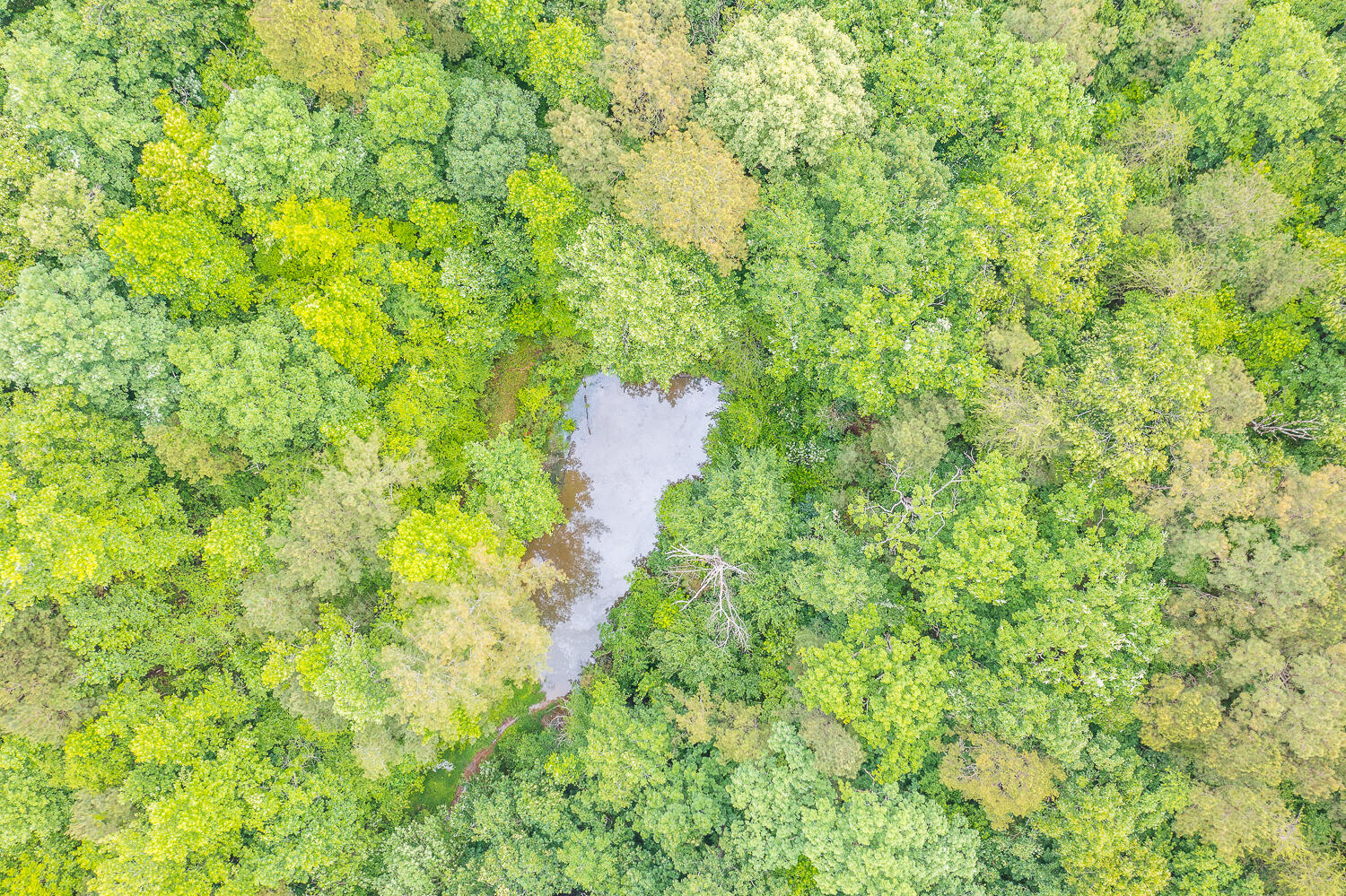 411 Guinn Road Dalton, GA 30721 - Photo 4 of 48 411 Guinn Aerials HD -6