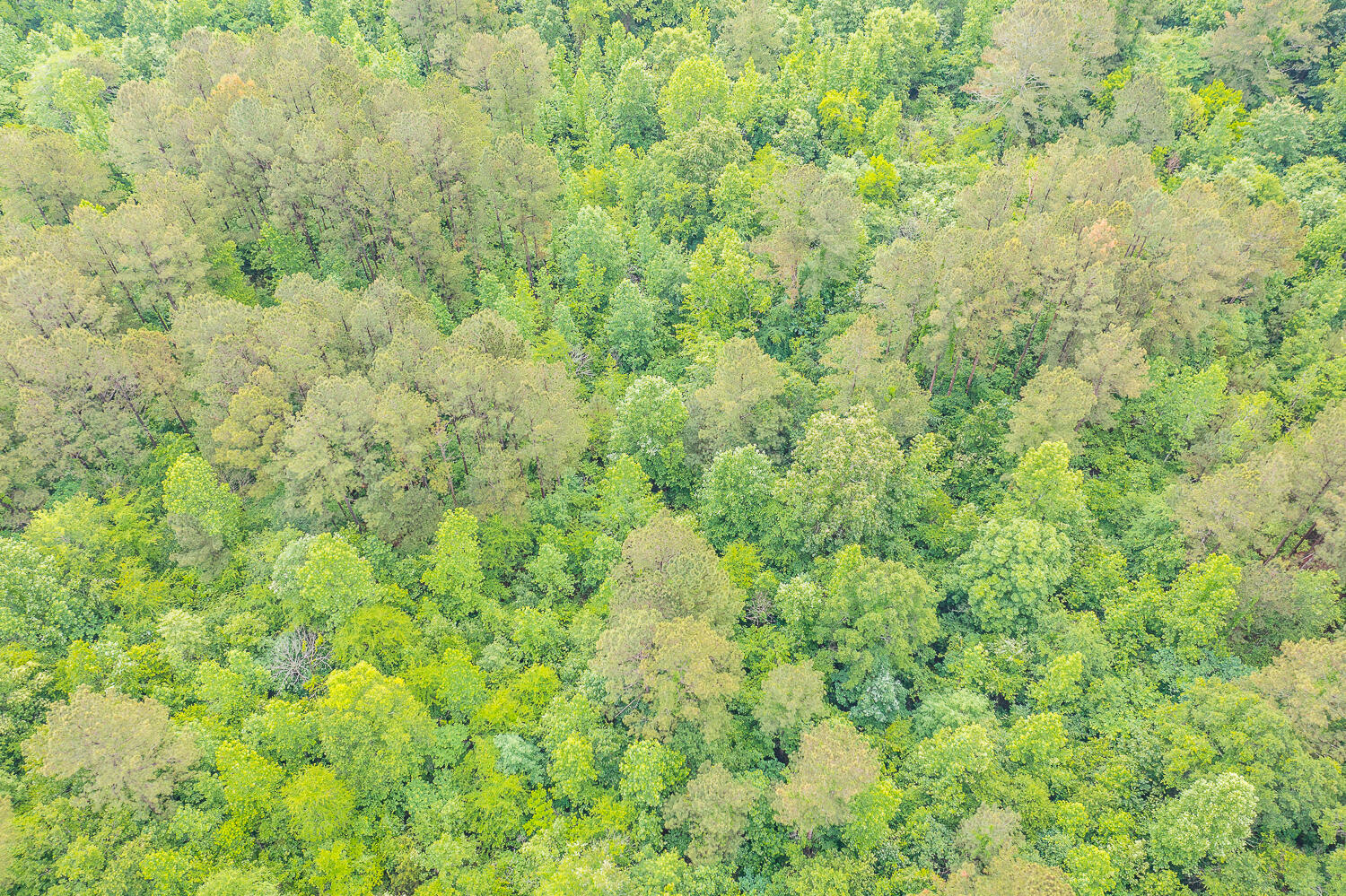 411 Guinn Road Dalton, GA 30721 - Photo 44 of 48 411 Guinn Aerials HD -3