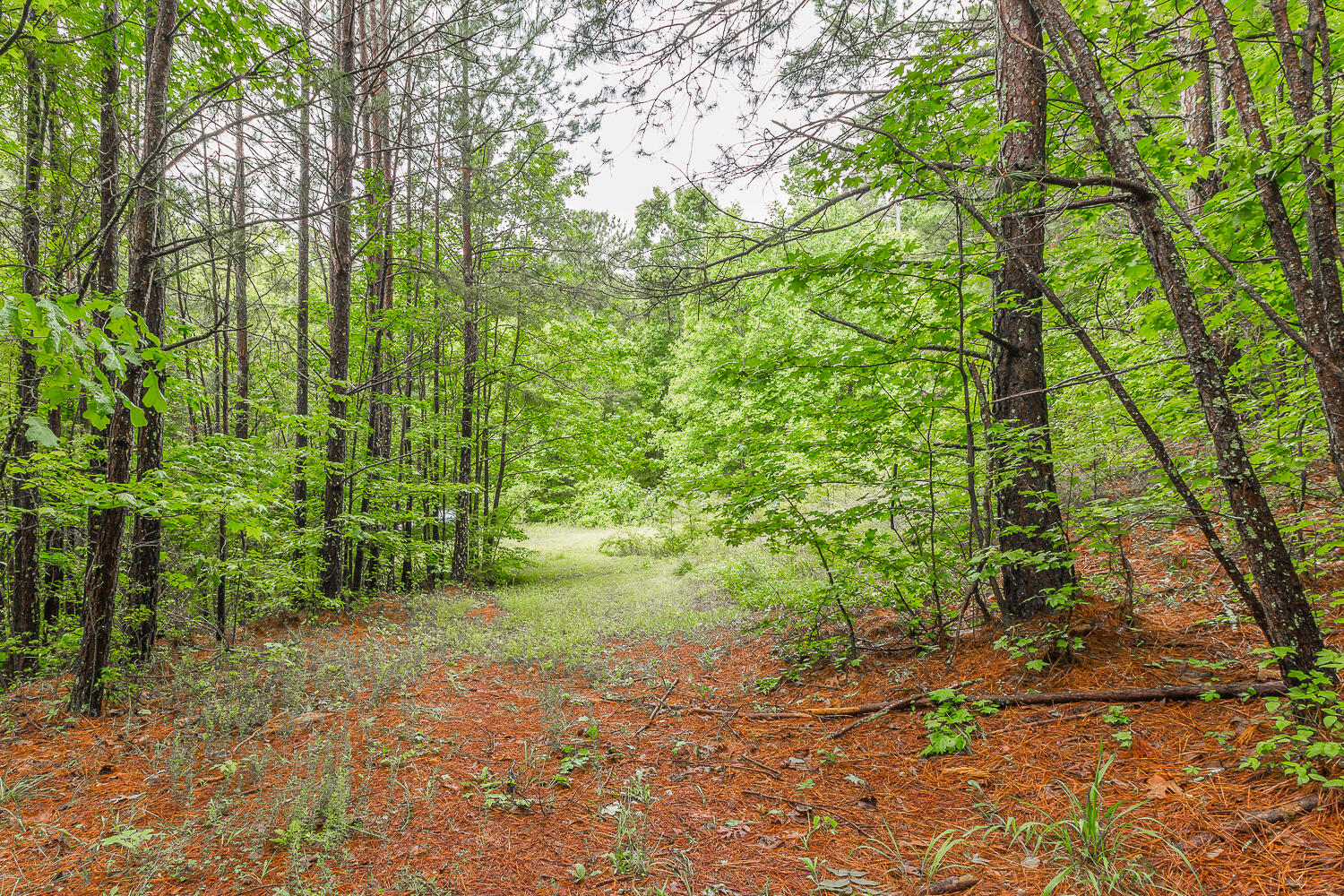 411 Guinn Road Dalton, GA 30721 - Photo 47 of 48 411 Guinn Road HD -3