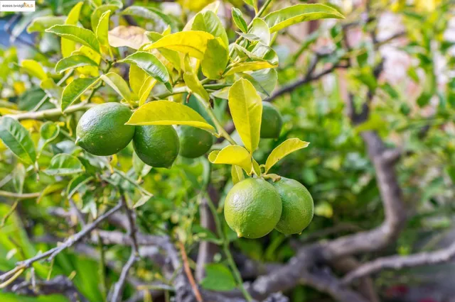 $999,000 | 1444 Scenic Avenue, Berkeley, CA 94708