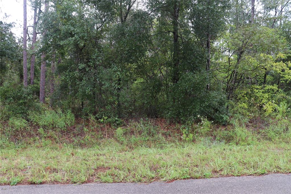 0 Northwest Beuna Vista Road Dunnellon, FL 34431 - Photo 2 of 7 a view of a forest with trees in the background