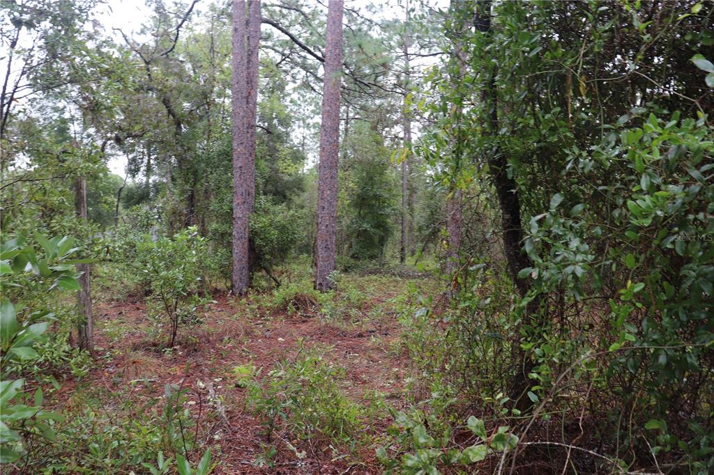 0 Northwest Beuna Vista Road Dunnellon, FL 34431 - Photo 5 of 7 a view of a forest with lots of trees