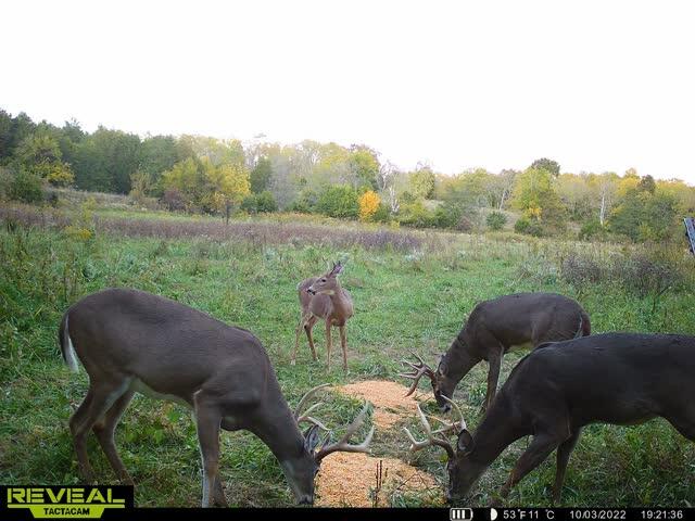 671 Fairview Road, Unit 3 Salvisa, KY 40372 - Photo 16 of 26 Feeding time