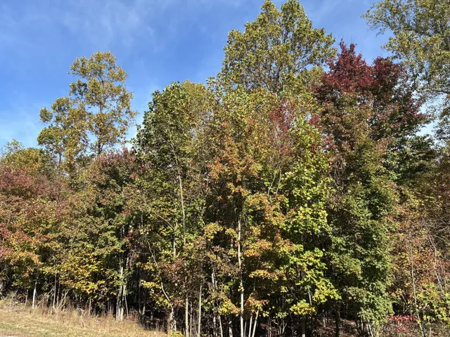 a view of a bunch of trees