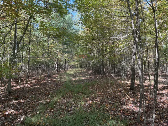 a view of a forest with lots of trees