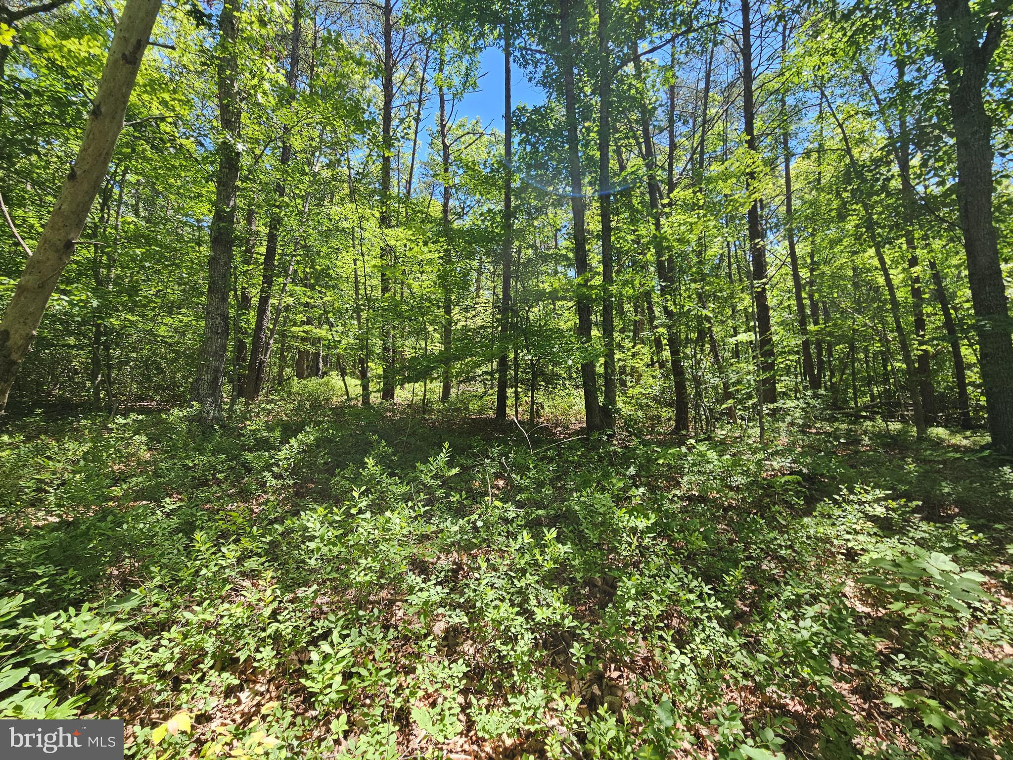 15-ac Manteo Road Buckingham, VA 23921 - Photo 8 of 18