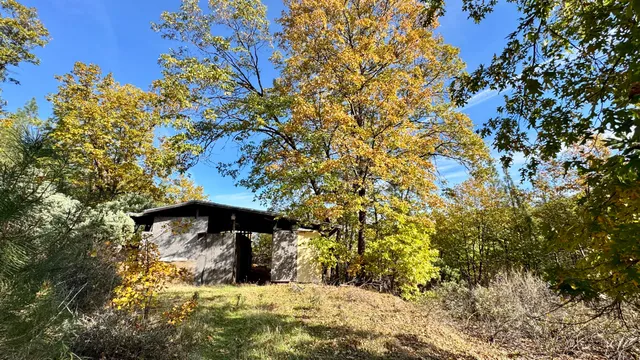 a view of a yard with large tree