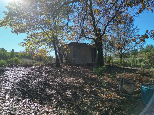 a view of a backyard with large trees