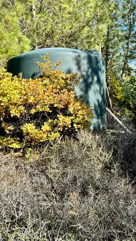 a view of a tree with a yard