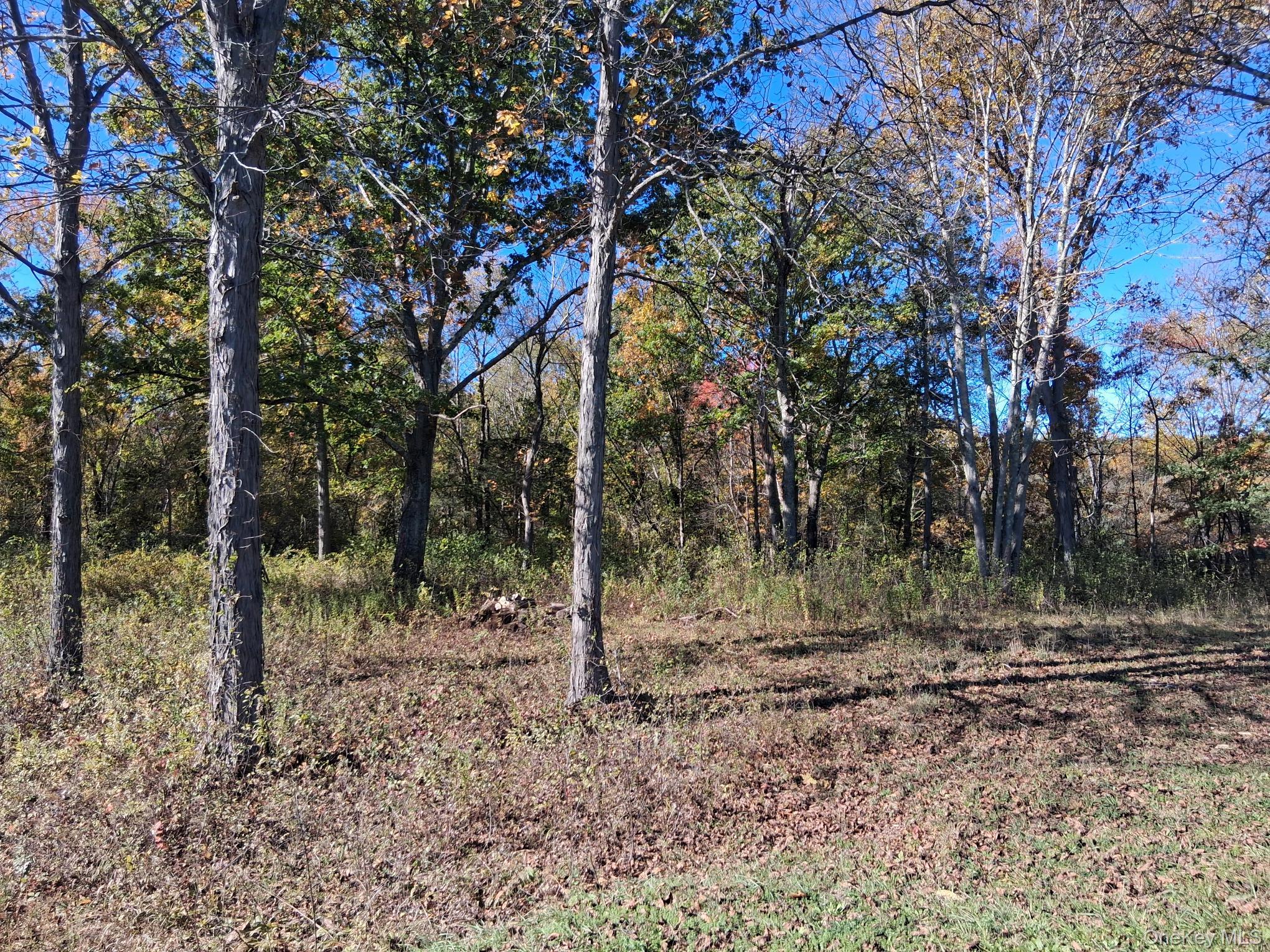 South Road Germantown, NY 12526 - Photo 3 of 9 a view of a forest filled with trees