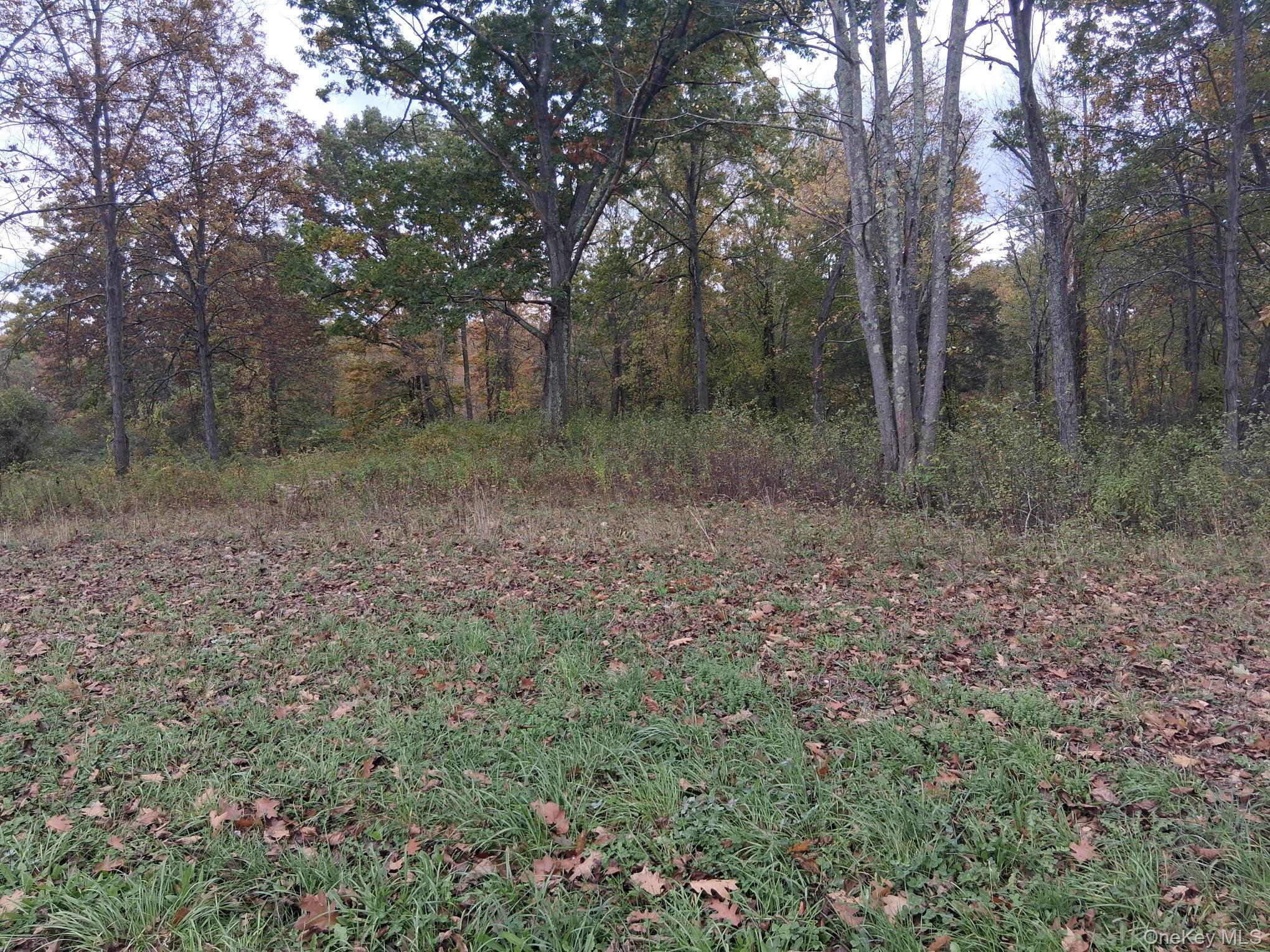 South Road Germantown, NY 12526 - Photo 5 of 9 a view of a forest with trees in the background