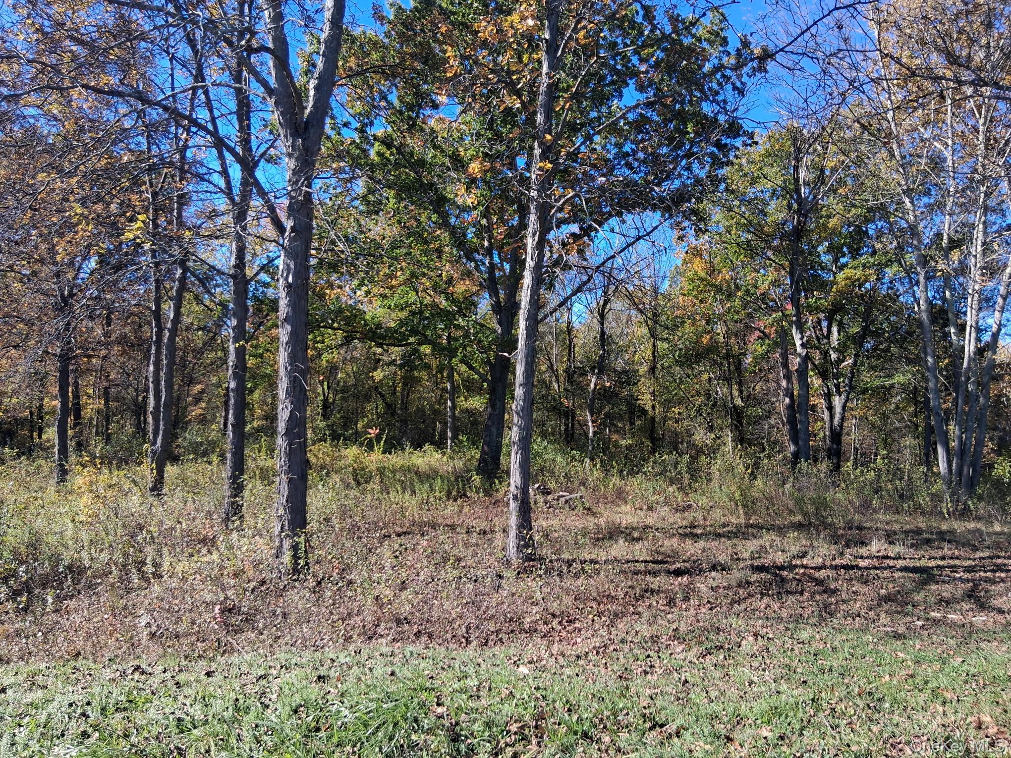 South Road Germantown, NY 12526 - Photo 6 of 9 a view of a forest filled with trees