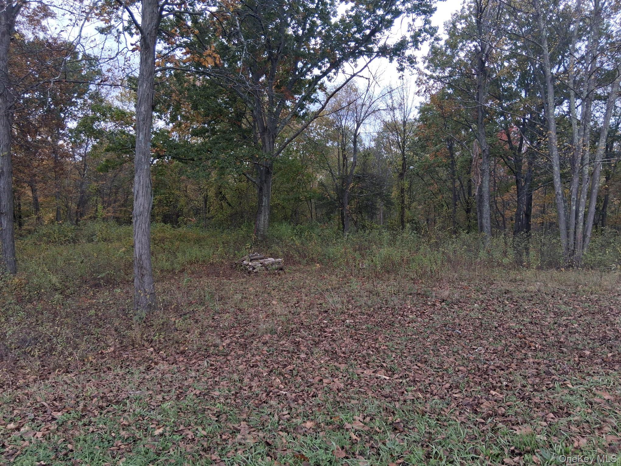 South Road Germantown, NY 12526 - Photo 7 of 9 a view of a forest with trees in the background