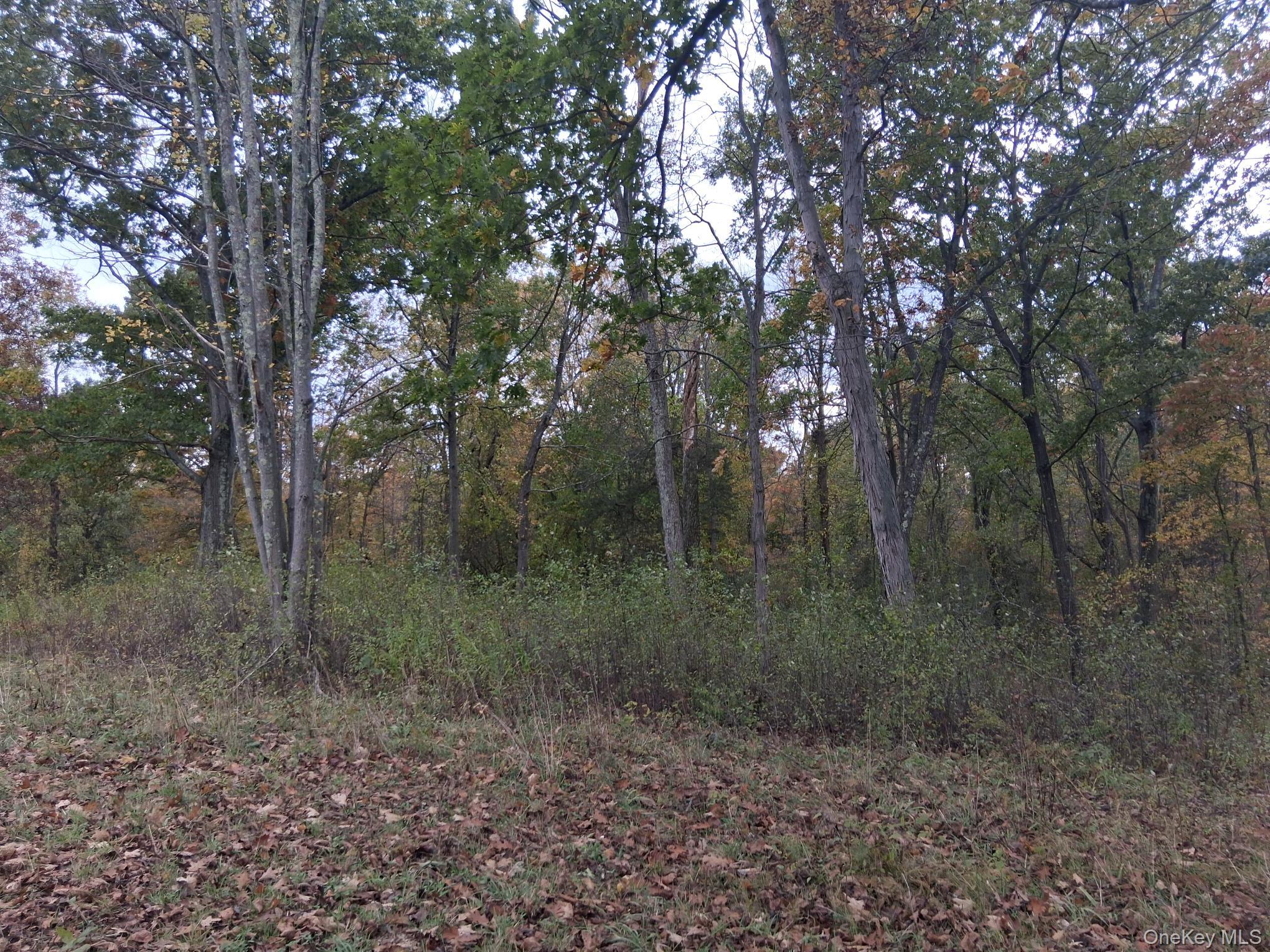 South Road Germantown, NY 12526 - Photo 8 of 9 a view of a forest with trees in front of it