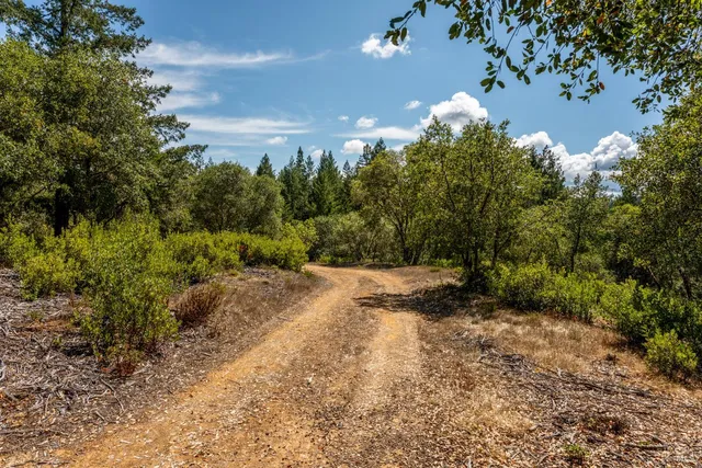 a view of a yard with plants and large trees