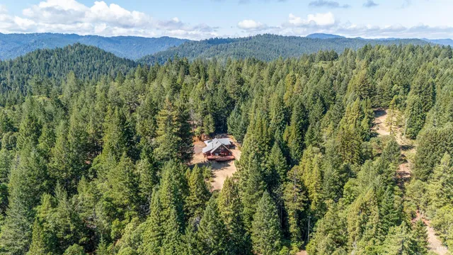 a view of a forest with a mountain