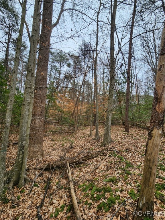 0 Atkinson Road Mineral, VA 23117 - Photo 16 of 17 a view of a yard with plants and trees