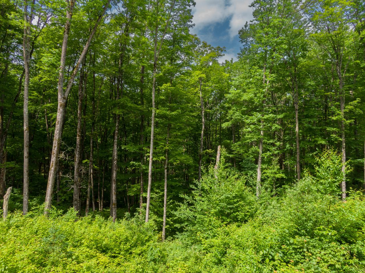 Off Pomeroy Lk Road, Unit LOT 27 Marenisco, MI 49947 - Photo 7 of 28 Gallery Image 7