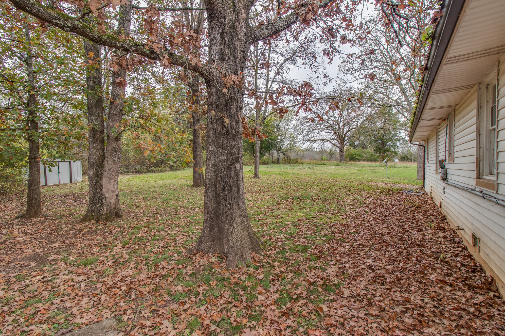 4942 Kedron Road Columbia, TN 38401 - Photo 16 of 17 a large tree in the middle of a yard