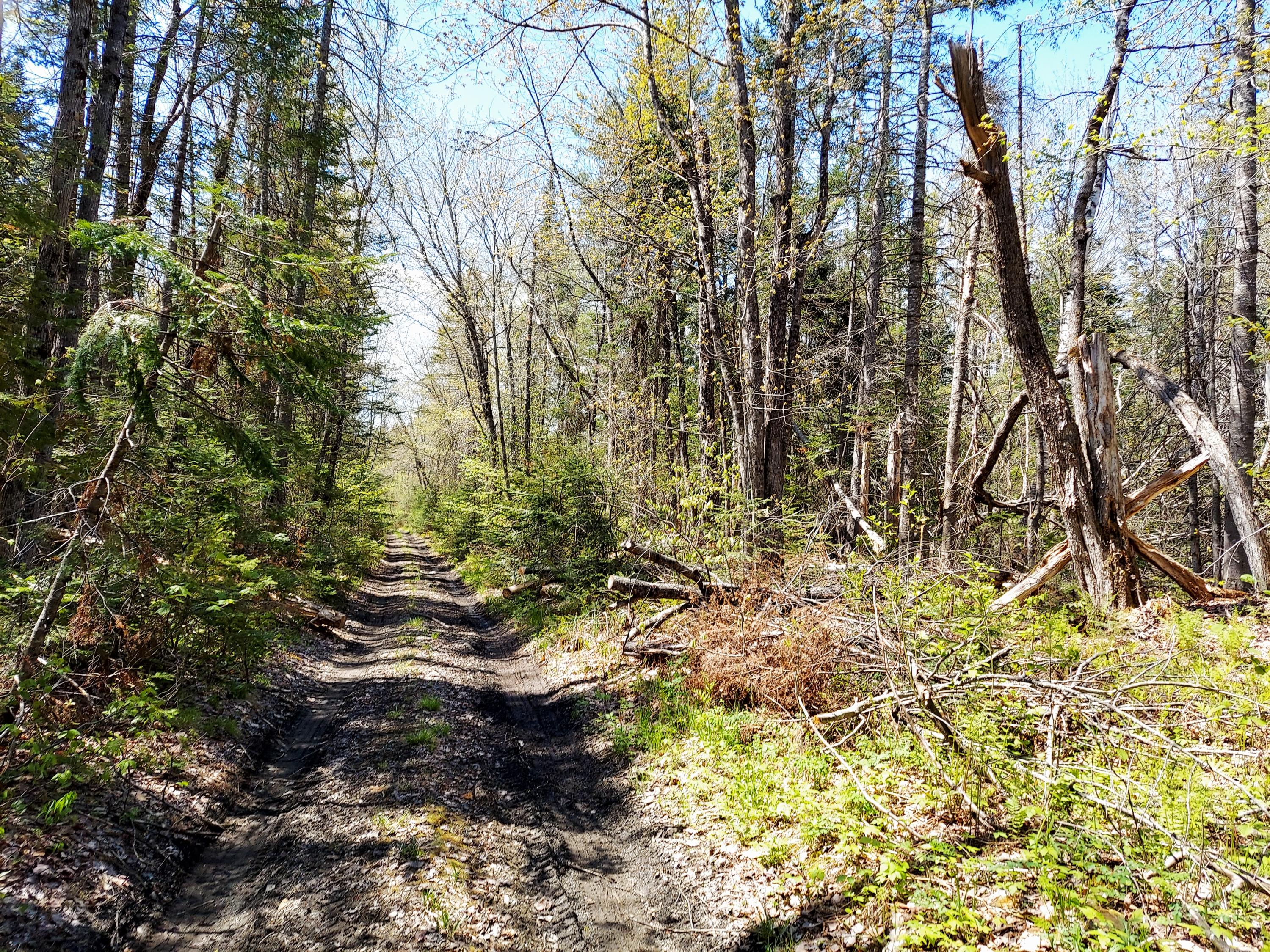 Tbd Tbd Bog Road New Vineyard, ME 04956 - Photo 11 of 14 road to land
