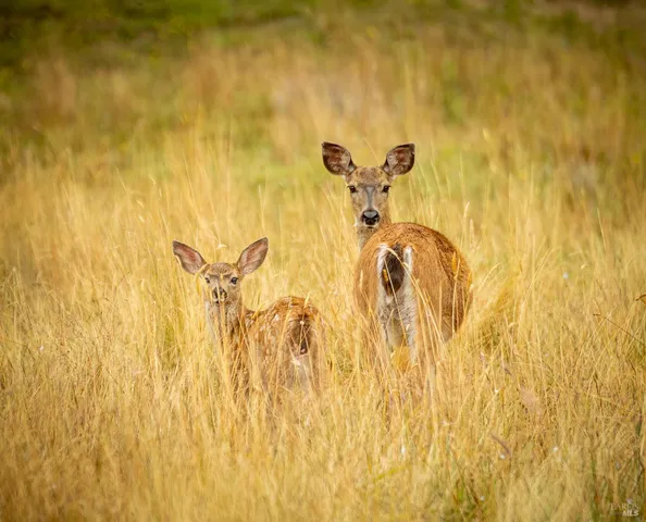 $175,000 | 335 Deerfield Road, The Sea Ranch, CA 95497