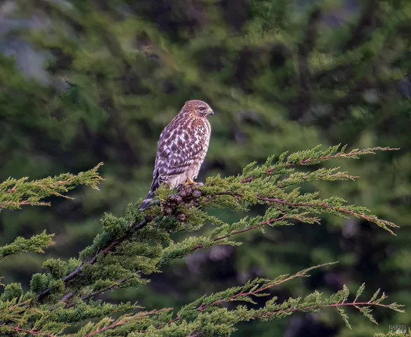 $175,000 | 335 Deerfield Road, The Sea Ranch, CA 95497