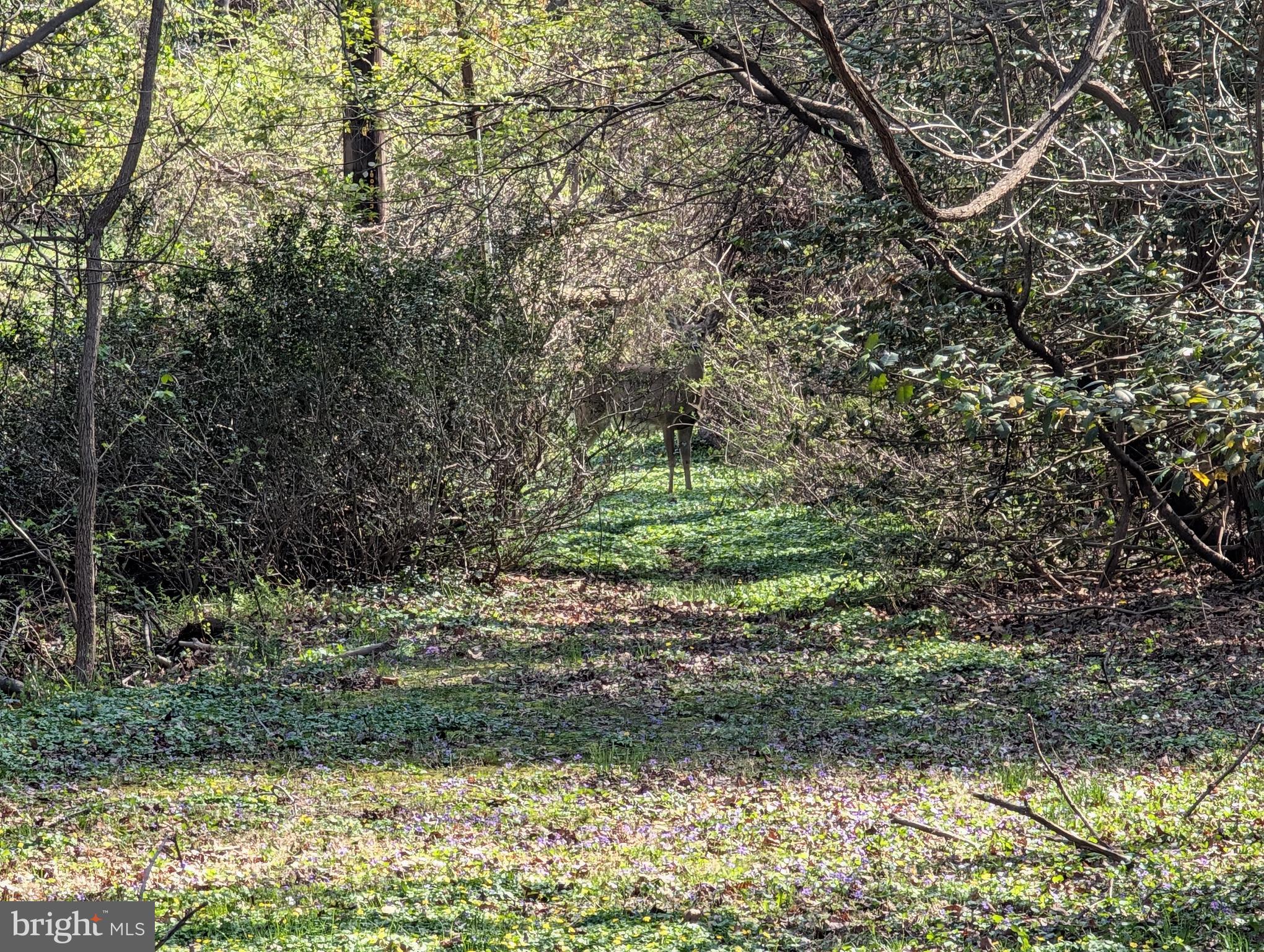 523 Copley Lane Silver Spring, MD 20904 - Photo 19 of 20