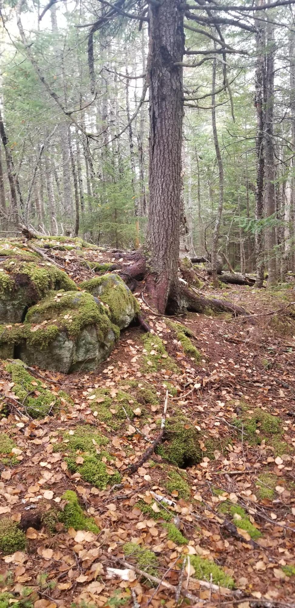 Lot 84 Windward Way Addison, ME 04606 - Photo 17 of 25 20201021_154808