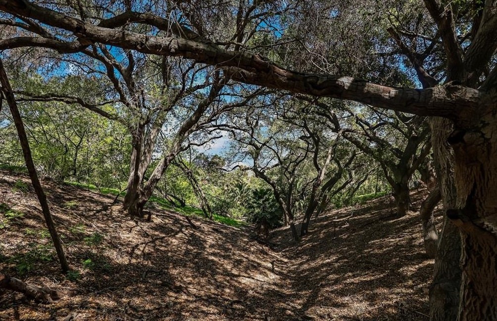 2222 Carbon Canyon Road Chino Hills, CA 91709 - Photo 9 of 20 a view of tree