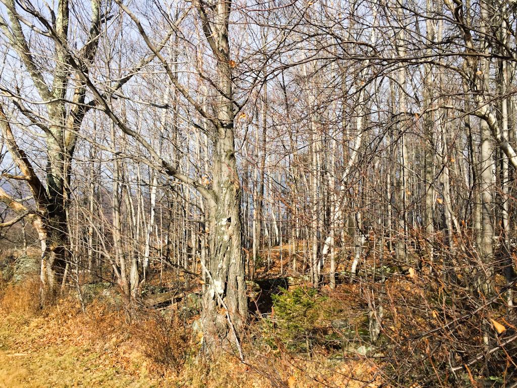 0 Fuller Hill Road Warren, VT 05674 - Photo 14 of 15