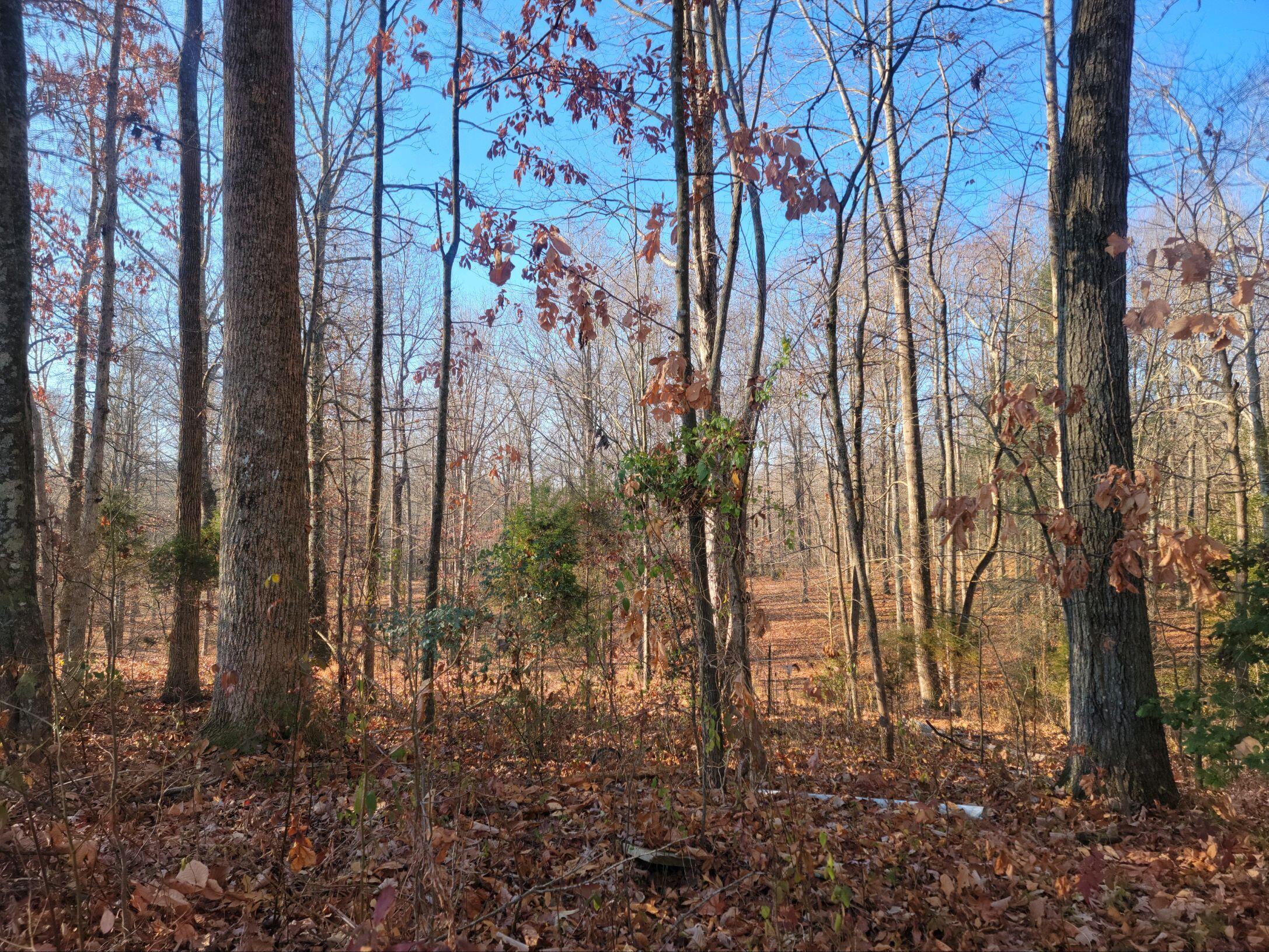 15.73-ac Clifton Cemetery Road Spring City, TN 37381 - Photo 1 of 6 20231129_093544