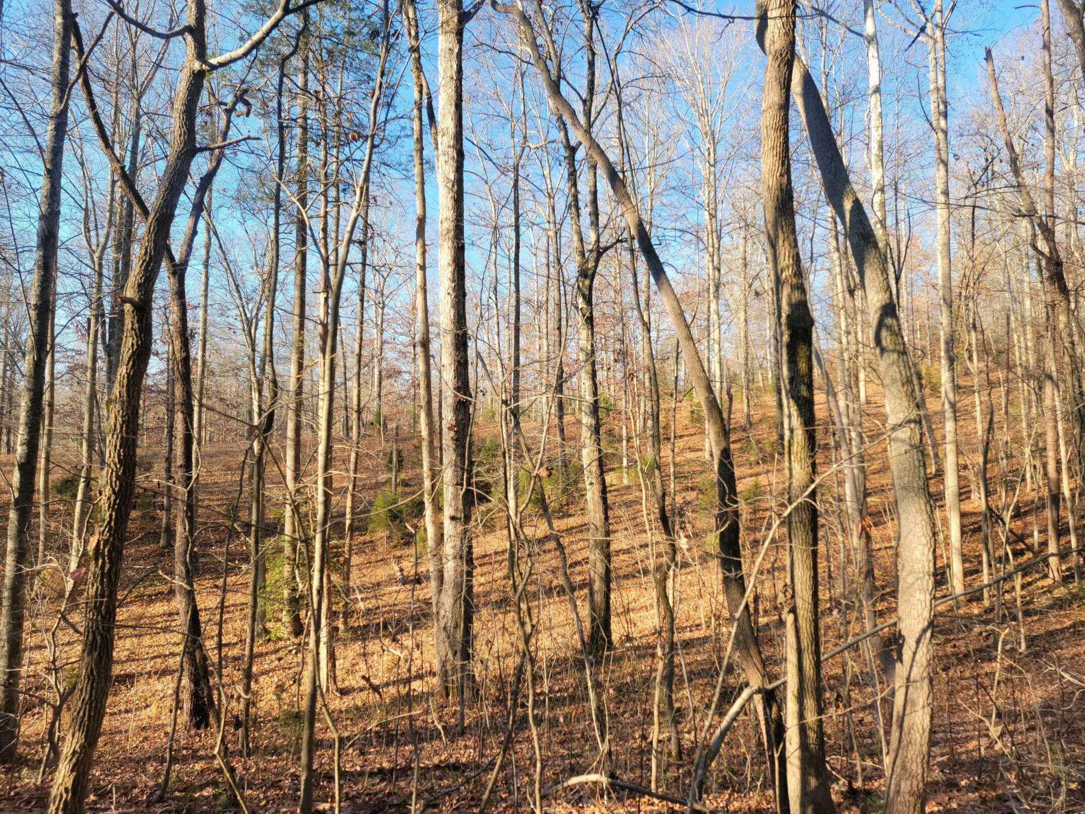 15.73-ac Clifton Cemetery Road Spring City, TN 37381 - Photo 2 of 6 20231129_093611