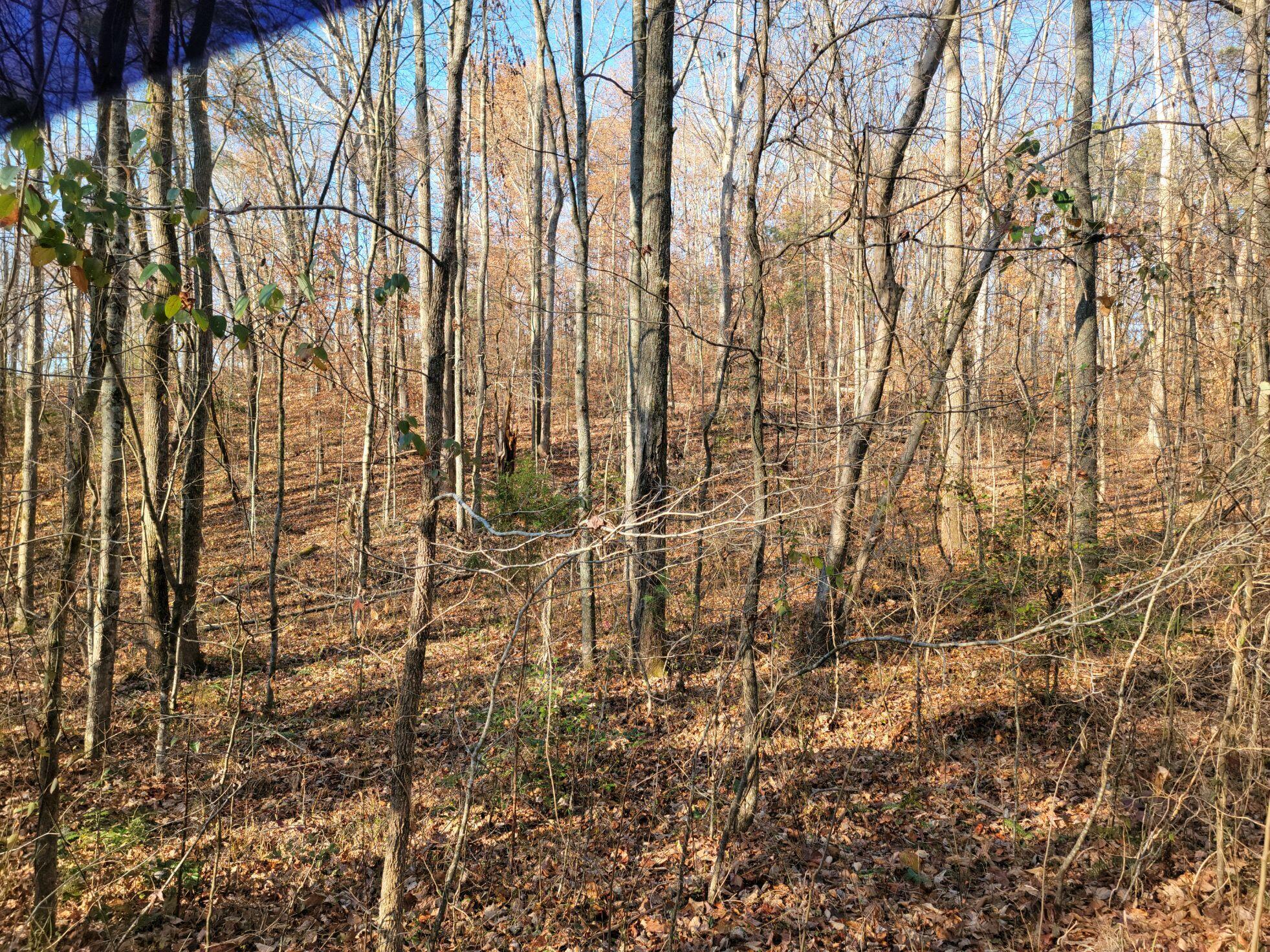 15.73-ac Clifton Cemetery Road Spring City, TN 37381 - Photo 4 of 6 20231129_094343