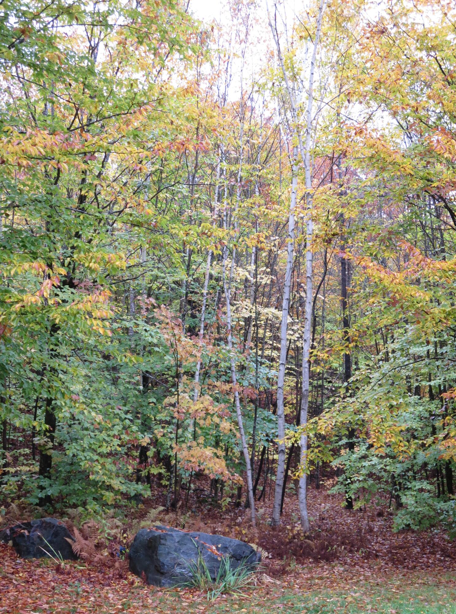 33 Berryvale Road Cornish, ME 04020 - Photo 44 of 50 Woods beautiful in all seasons