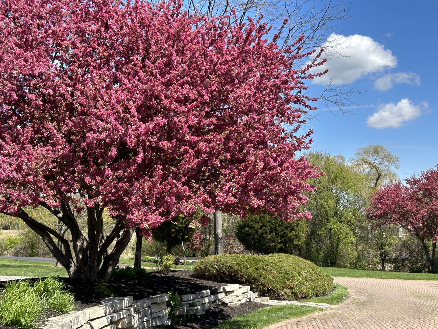 13540 McCarthy Road Lemont, IL 60439 - Photo 55 of 71 a front view of a house with a tree