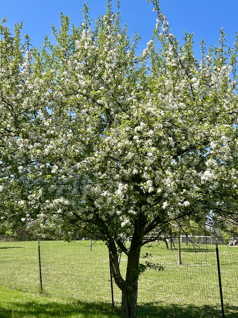 13540 McCarthy Road Lemont, IL 60439 - Photo 57 of 71 a view of a field with a tree