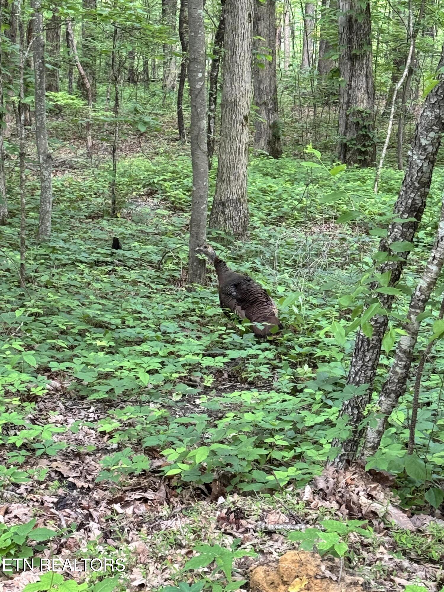 Sunset Lane, Unit 4 Seymour, TN 37865 - Photo 11 of 11 IMG_4922