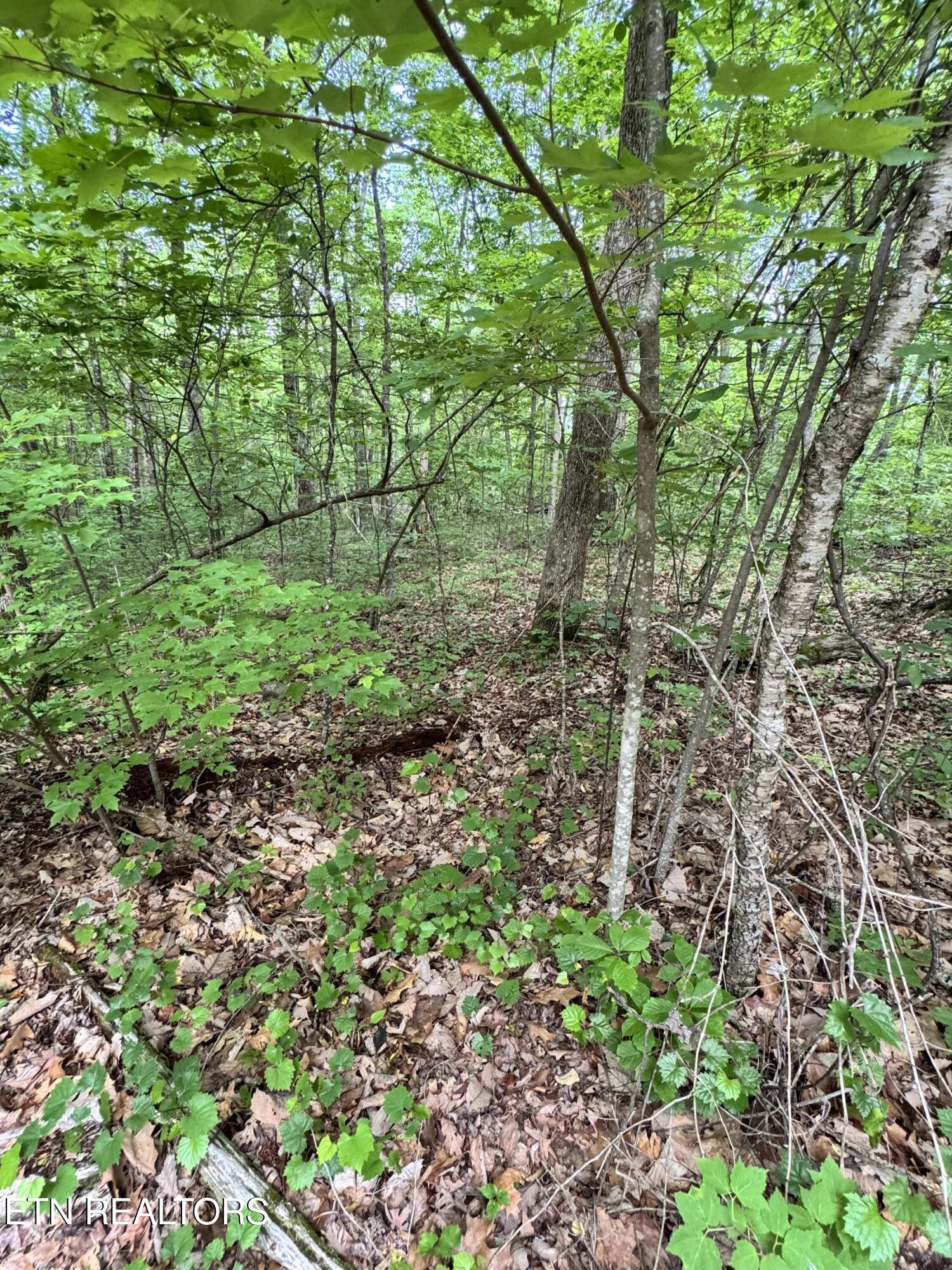 Sunset Lane, Unit 4 Seymour, TN 37865 - Photo 4 of 11 IMG_4913