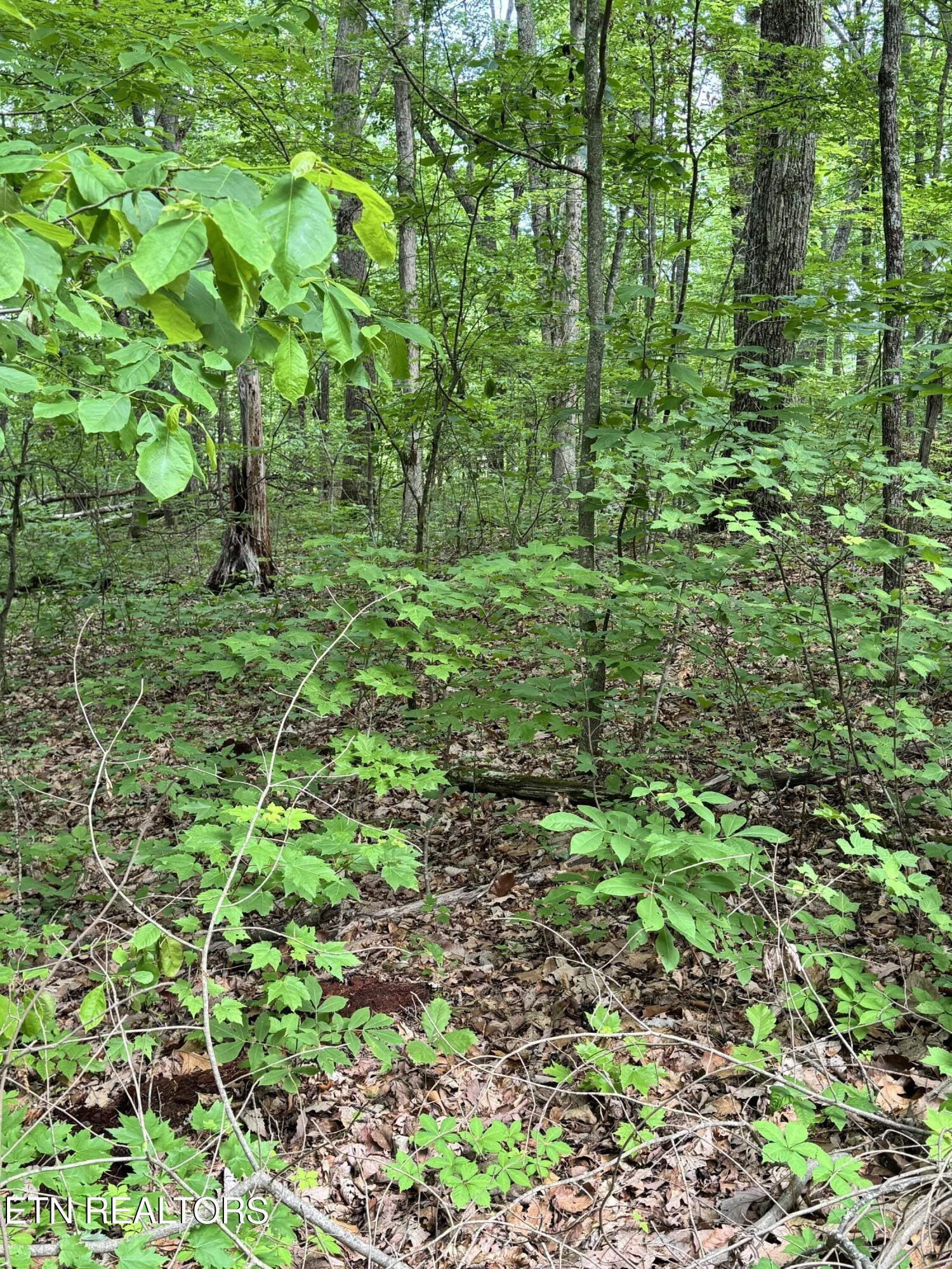 Sunset Lane, Unit 4 Seymour, TN 37865 - Photo 7 of 11 IMG_4916