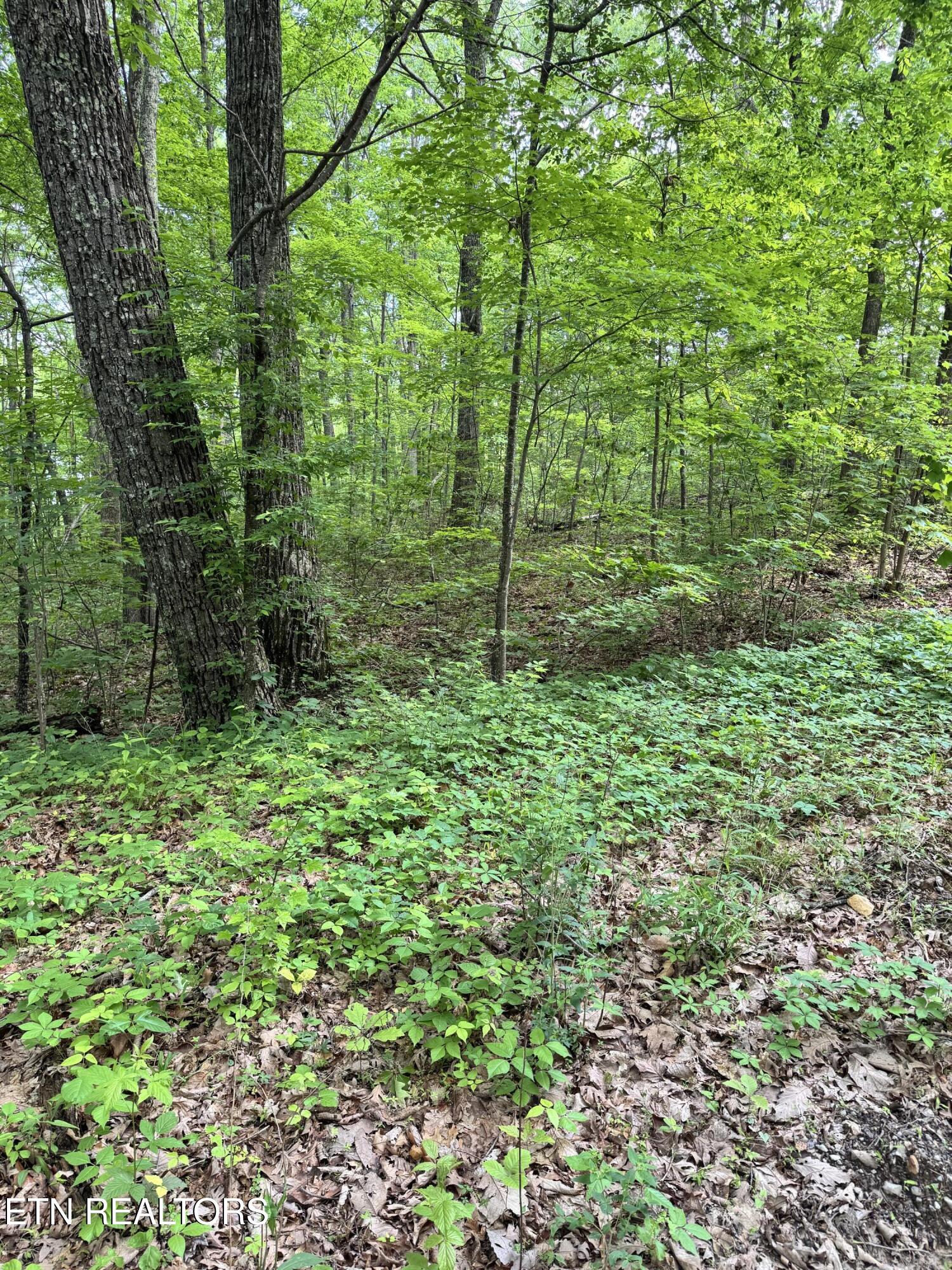 Sunset Lane, Unit 4 Seymour, TN 37865 - Photo 9 of 11 IMG_4920