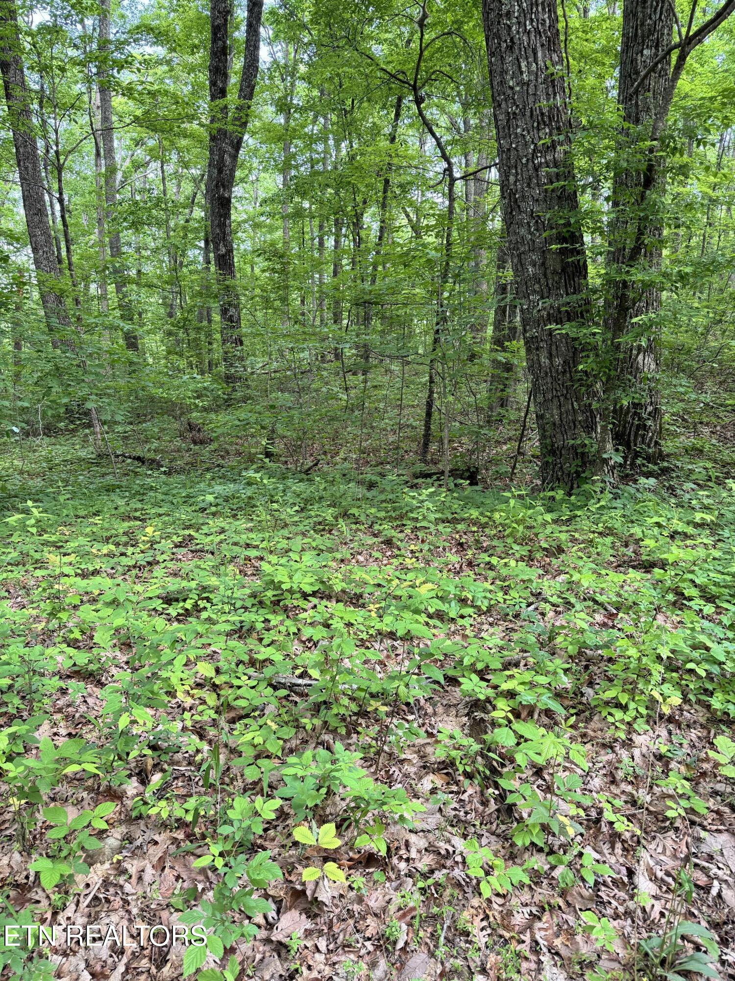 Sunset Lane, Unit 4 Seymour, TN 37865 - Photo 10 of 11 IMG_4921