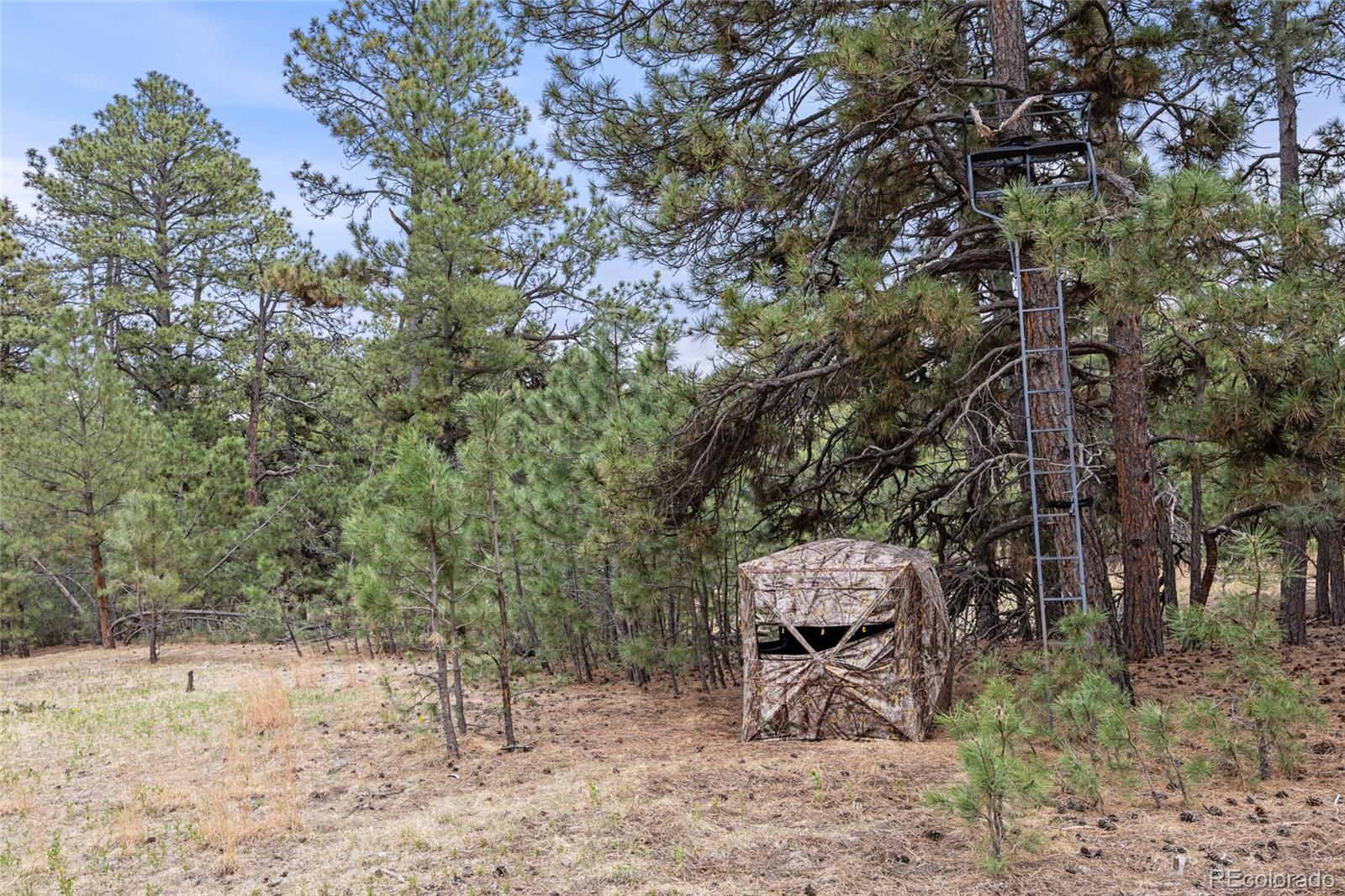 8653 North Teacup Road Elbert, CO 80106 - Photo 19 of 19 a view of a yard with a tree
