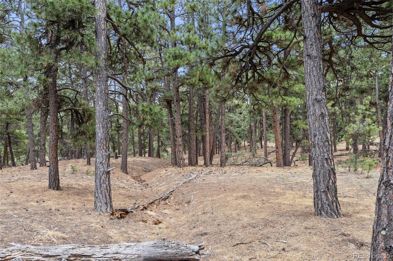 8653 North Teacup Road Elbert, CO 80106 - Photo 4 of 19 a view of a forest filled with trees