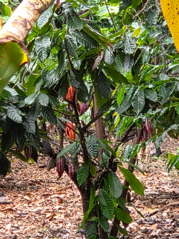 $734,000 | 83-5782 Napoopoo Road, Captain Cook, HI 96704