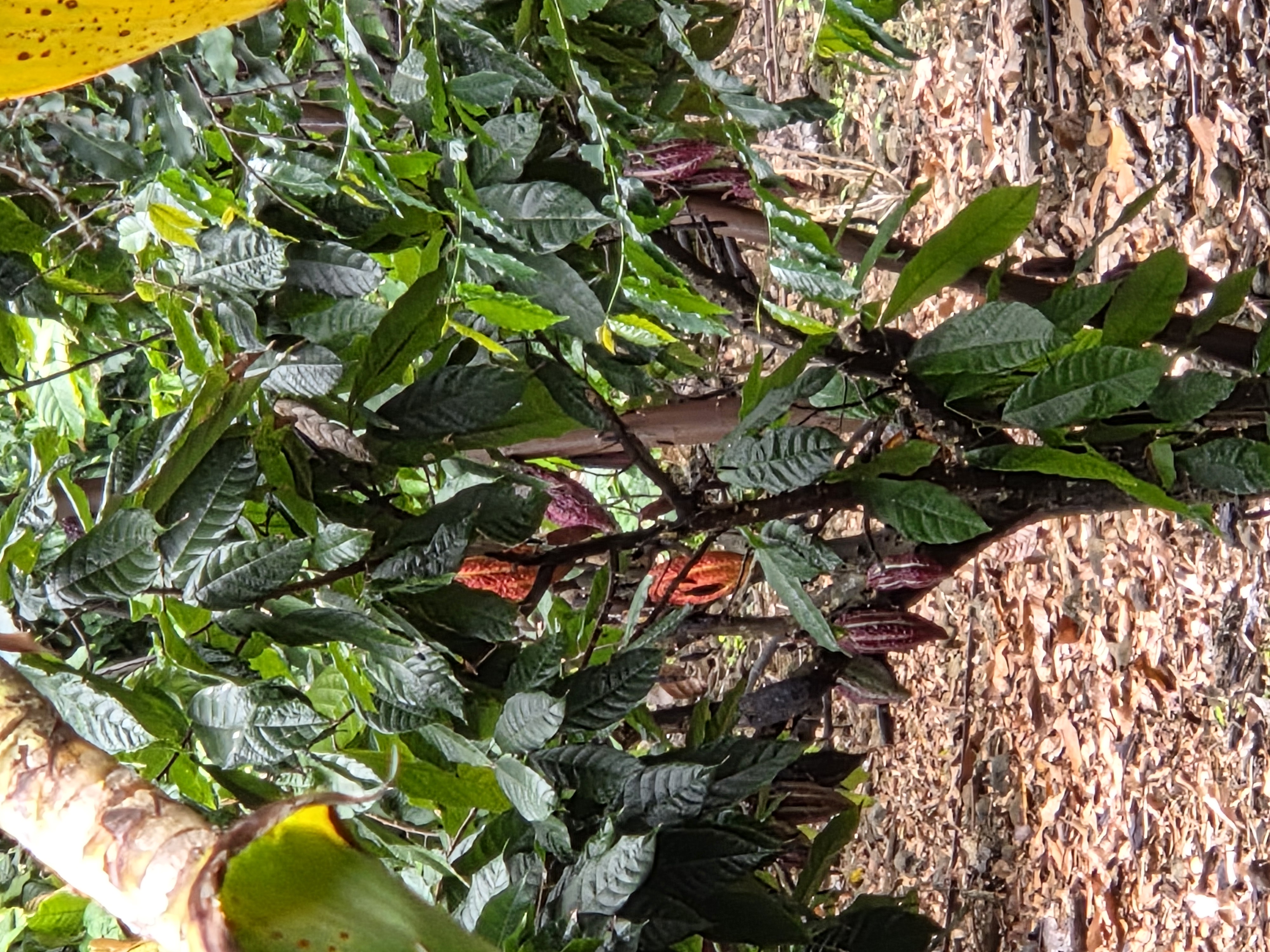 83-5782 Napoopoo Road Captain Cook, HI 96704 - Photo 27 of 30 a picture of tree